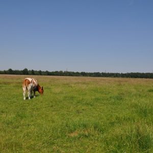 besserfleisch.de Bio Fleisch aus Weidehaltung