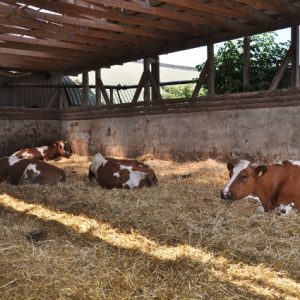 besserfleisch.de Bio Fleisch aus Weidehaltung