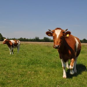 besserfleisch.de Bio Fleisch aus Weidehaltung