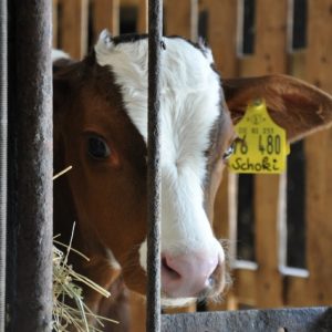 besserfleisch.de Bio Fleisch aus Weidehaltung