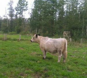 besserfleisch.de Bio Fleisch aus Weidehaltung