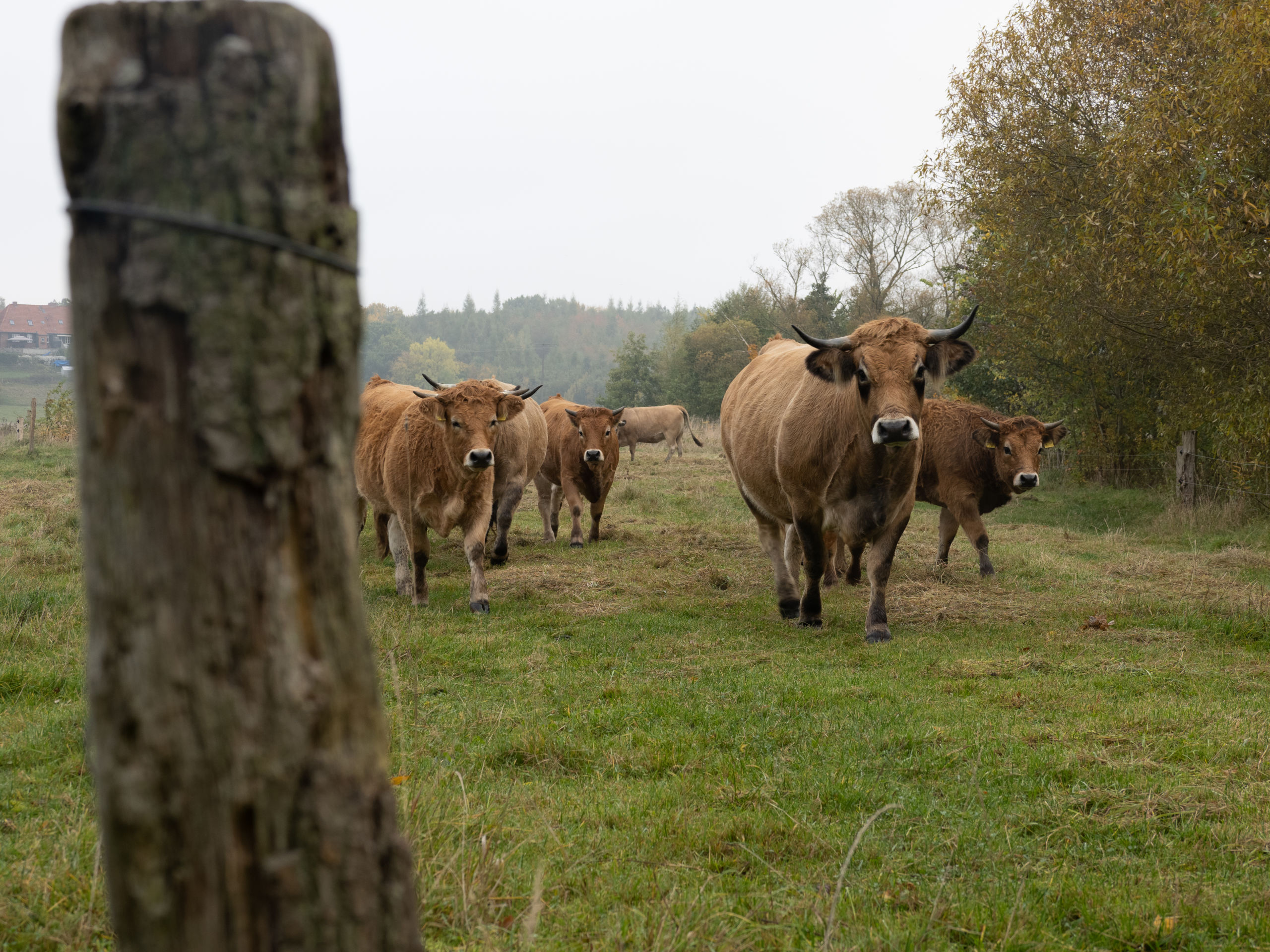 Aubrac vom Biohof Düwiger