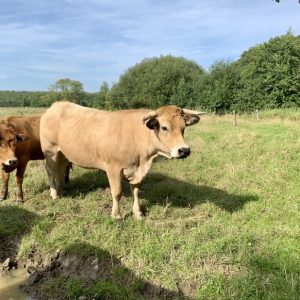 besserfleisch.de Bio Fleisch aus Weidehaltung