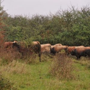 besserfleisch.de Bio Fleisch aus Weidehaltung