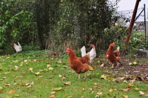 besserfleisch.de Bio Fleisch aus Weidehaltung