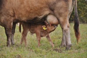 besserfleisch.de Bio Fleisch aus Weidehaltung