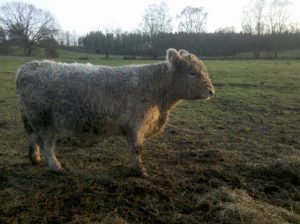 besserfleisch.de Bio Fleisch aus Weidehaltung