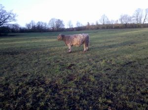 besserfleisch.de Bio Fleisch aus Weidehaltung