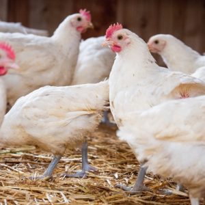 besserfleisch.de Bio Fleisch aus Weidehaltung