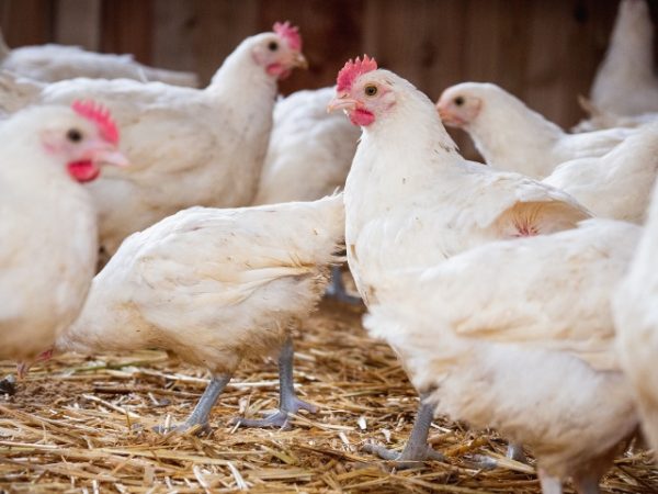 besserfleisch.de Bio Fleisch aus Weidehaltung