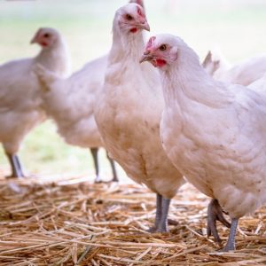 besserfleisch.de Bio Fleisch aus Weidehaltung