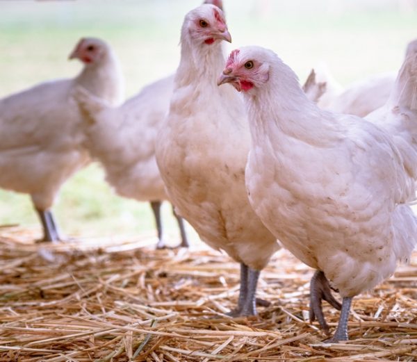 besserfleisch.de Bio Fleisch aus Weidehaltung