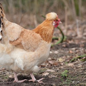 besserfleisch.de Bio Fleisch aus Weidehaltung