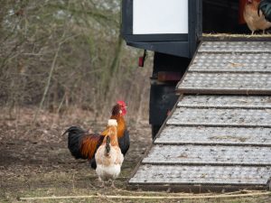 besserfleisch.de Bio Fleisch aus Weidehaltung