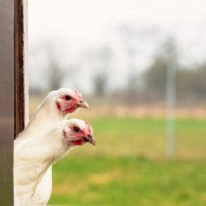 besserfleisch.de Bio Fleisch aus Weidehaltung