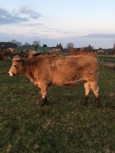 besserfleisch.de Bio Fleisch aus Weidehaltung