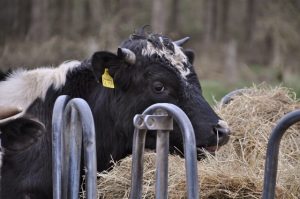 besserfleisch.de Bio Fleisch aus Weidehaltung