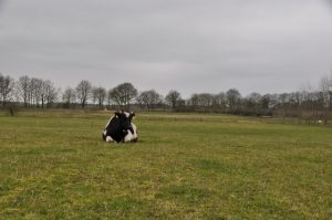 besserfleisch.de Bio Fleisch aus Weidehaltung