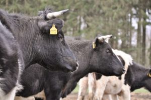 besserfleisch.de Bio Fleisch aus Weidehaltung