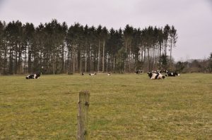 besserfleisch.de Bio Fleisch aus Weidehaltung