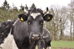 besserfleisch.de Bio Fleisch aus Weidehaltung