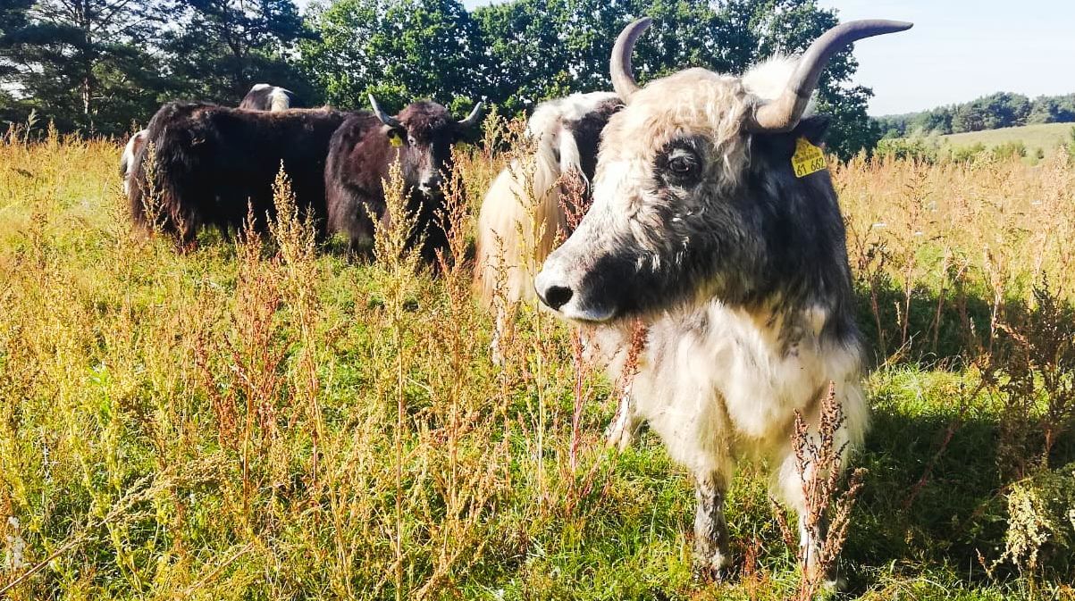 Yaks von Astrid und Ulf