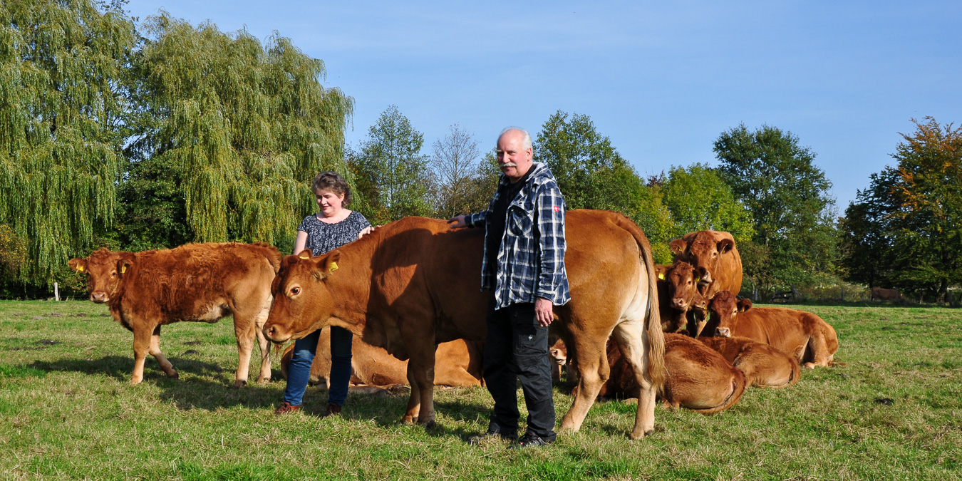 Limousin vom Weidewiesen-Hof in Ellerbek